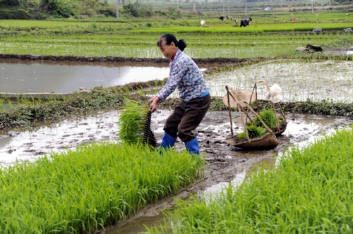 5月5日,，廣西羅城縣四把鎮(zhèn)新印村村民在起秧苗,，準(zhǔn)備插田。