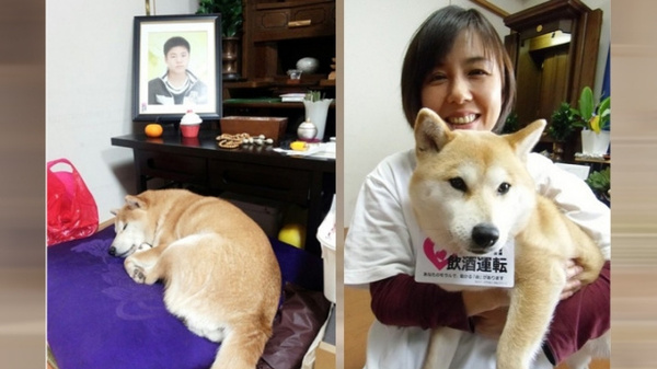 柴犬小雪（左）與山本的媽媽,。