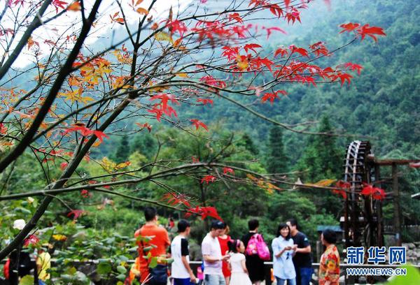 廣西賀州姑婆山楓葉泛紅,，吸引眾多游客前來游覽（10月1日攝）,。