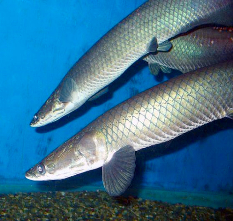 最大淡水魚類巨骨舌魚瀕臨滅絕,！長度可達(dá)3米2