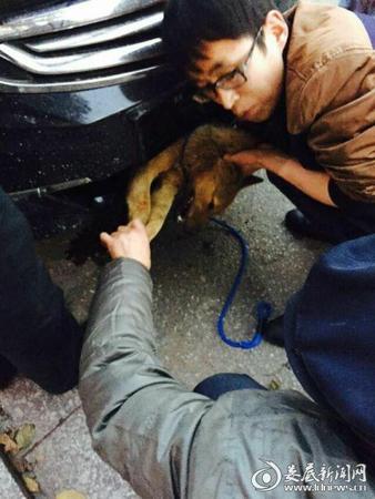 圖為車主救助被撞入車內(nèi)的小狗,。