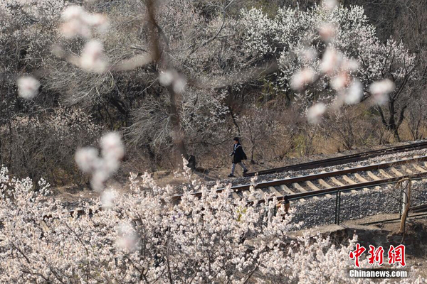 和諧號列車穿越居庸關(guān)花海 被贊開往春天的列車7