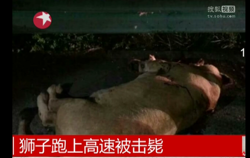 獅子跑上高速被擊斃