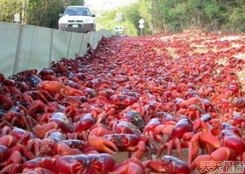 2012年,，德國媒體報道稱,，德國由于大閘蟹入侵已損失超過8000萬歐元,，而這外來物種在中國和東南亞則是標價昂貴的美食—大閘蟹,。