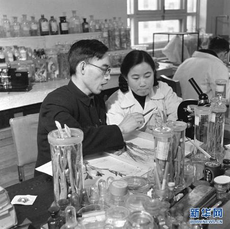 這是20世紀(jì)50年代,，在中醫(yī)研究院中藥研究所任研究實(shí)習(xí)員的屠呦呦（前右）與老師樓之岑副教授一起研究中藥。