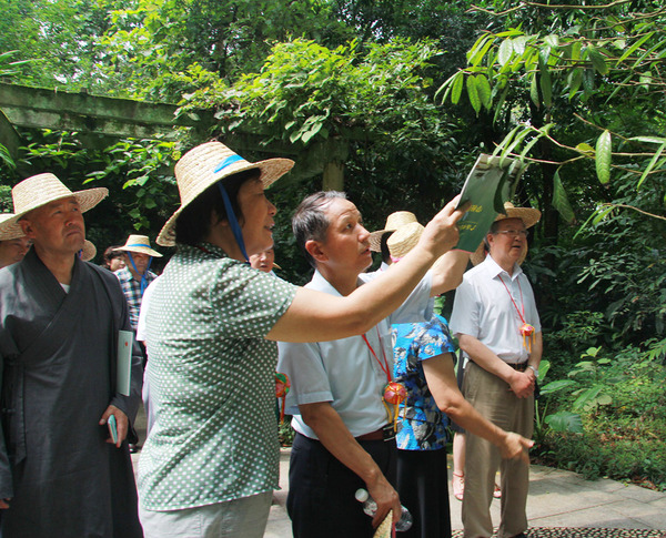在廣西藥用植物園,，考察組成員見到了被稱為“植物界大熊貓”的金花茶