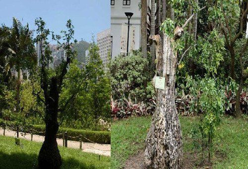 香港公園一棵樹(shù)齡達(dá)400年的棗樹(shù)枯萎被斬,。