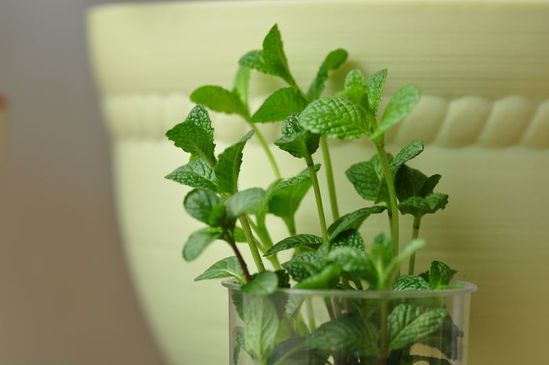 家家都能種的4種抗病植物,？