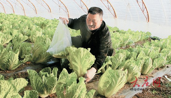大慶農(nóng)民掰葉賣白菜一棵白菜能賣出三棵價錢