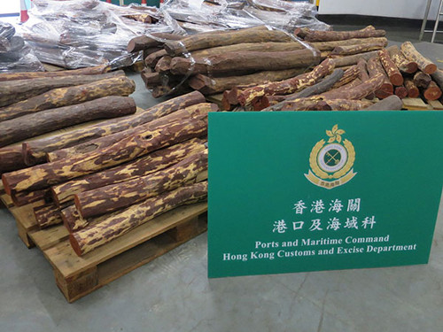 香港海關(guān)檢獲的走私瀕危木材,。
