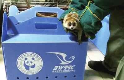 懶猴目前在救護(hù)中心接受飼養(yǎng),。北京市野生動(dòng)物救護(hù)中心供圖