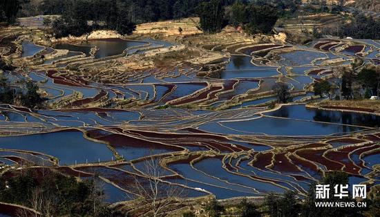 這是云南省紅河州元陽縣的哈尼梯田美景（1月11日攝）,。