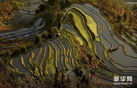 這是云南省紅河州元陽縣的哈尼梯田美景（1月11日攝）,。
