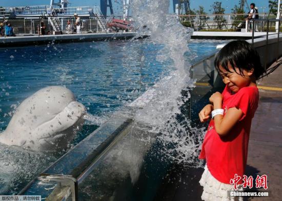 日本年輕到水族館去讓白鯨噴水娛樂避暑,。