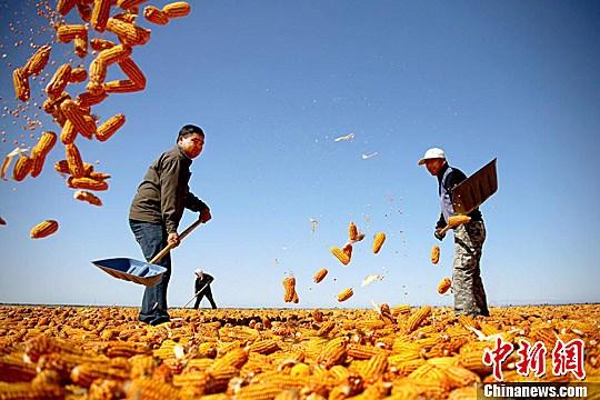 資料圖,。農(nóng)民揮動鐵锨晾曬玉米,，使得滿地盡帶“黃金甲”，成為一道靚麗的風(fēng)景線,。趙琳 攝