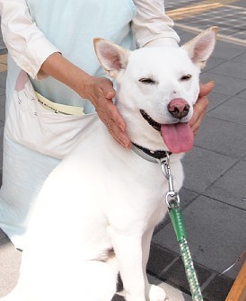 資料圖：現(xiàn)實版忠犬八公,。