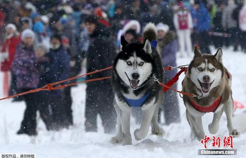 當?shù)貢r間2月22日，俄羅斯符拉迪沃斯托克舉辦狗狗拉雪橇比賽,，呆萌哈士奇展現(xiàn)實力,。