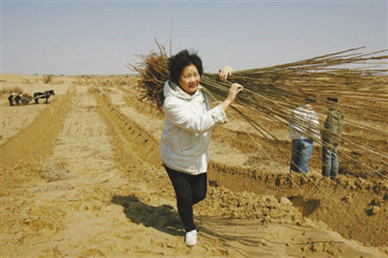 由于車子無法進(jìn)入沙漠,，樹苗必須肩扛,，年逾花甲的易解放每次都會(huì)帶頭參與,。