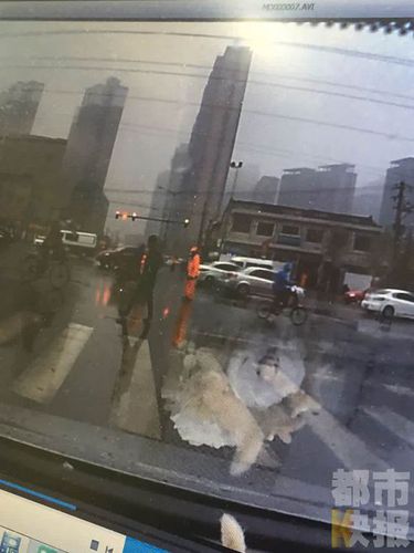 西安兩名保潔員街頭摔狗,，路過市民行車記錄儀拍下,。