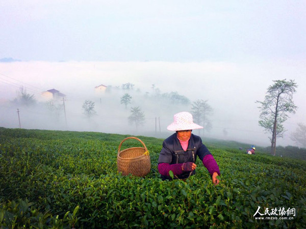 茶園里,，茶農正在采茶 呂躍兵 攝
