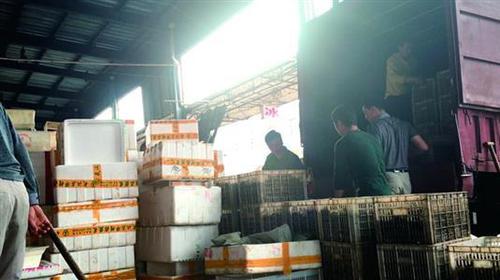 白沙洲市場內(nèi)，工人將死蝦搬上貨車,。