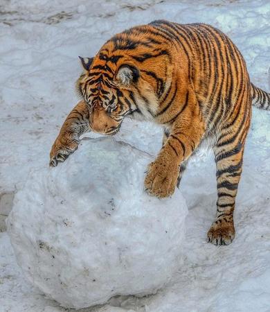 英國(guó)動(dòng)物園老虎玩大雪球畫面被拍,。