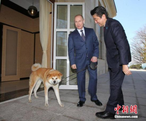 安倍看望日本送給普京的寵物狗“夢(mèng)”,。