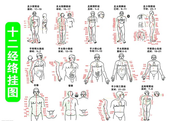 十二經(jīng)絡圖帶你揭開人體秘密,！