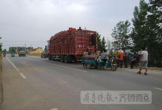 在商河縣白橋鎮(zhèn)亓家官莊村,，不少大車(chē)停在村頭收大蒜,。