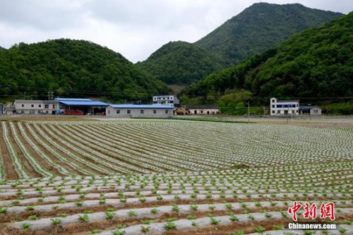 資料圖,。劉洪進(jìn) 攝