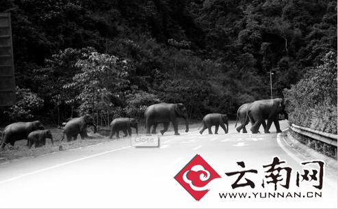近些年來，人象沖突時有發(fā)生