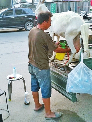  奶羊撒尿,、拉屎都在三輪車斗里進(jìn)行,，衛(wèi)生狀況讓人擔(dān)憂,。