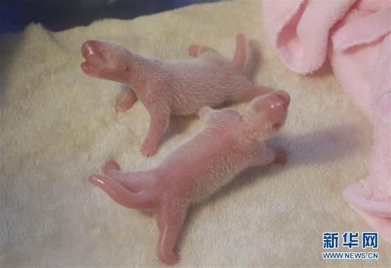 6月23日在成都大熊貓繁育研究基地拍攝的大熊貓龍鳳胎寶寶,。當(dāng)日,，成都大熊貓繁育研究基地的雌性大熊貓“星雅”順利誕下一對(duì)大熊貓龍鳳胎，大仔性別雄性,、初生體重170克,；小仔性別雌性,、初生體重161克。目前,，母子各項(xiàng)體征指標(biāo)正常,，它們是2016年全球誕生的首對(duì)大熊貓龍鳳胎寶寶。