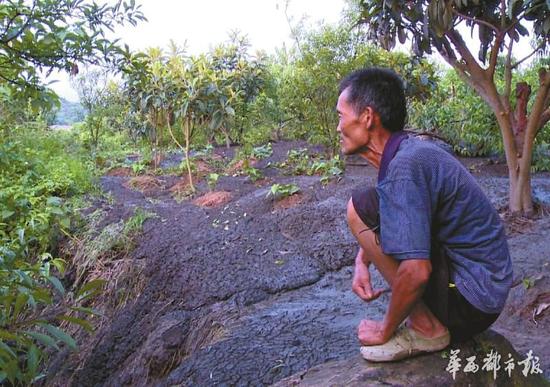 桃林被黑色傾瀉物淹沒(méi),，看著枝頭上的新鮮桃子卻不能采摘,，村民張祿發(fā)很發(fā)愁。