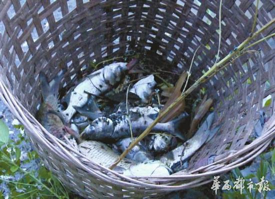 史德華家的魚(yú)塘受損,，打撈起了大量死魚(yú),。