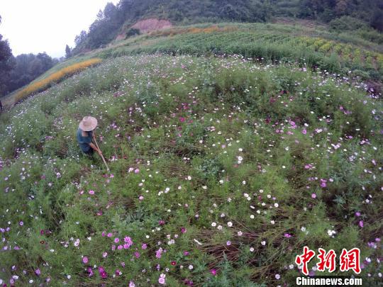 閑暇時(shí),，在花田里勞作，是一件讓陳新康覺(jué)得很幸福的事,?！⊥踔信e 攝
