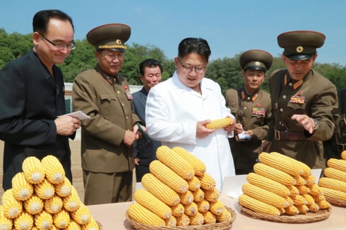 金正恩察看農(nóng)作物試點栽培田和溫室等,，具體了解了育種情況。金正恩對農(nóng)場新培育出的適合朝鮮氣候土壤條件,、產(chǎn)量高的玉米品種表示滿意,。金正恩就農(nóng)場的今后工作作出指示，并為新品種玉米命名“平玉9”號,。