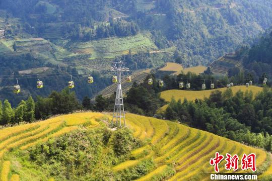 “十一”黃金周期間,，層層疊疊的龍脊梯田猶如“大地鋪金”，美不勝收,?！∨酥鞠?攝