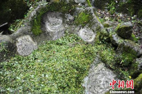 圖為一個看似石巢四周的石頭上，開出了一朵朵“石花”,?！￡惐躺?攝
