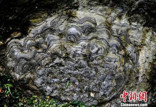 圖為“石花”大多呈圓形,，顏色由內(nèi)向外逐漸變淺?！￡惐躺?攝