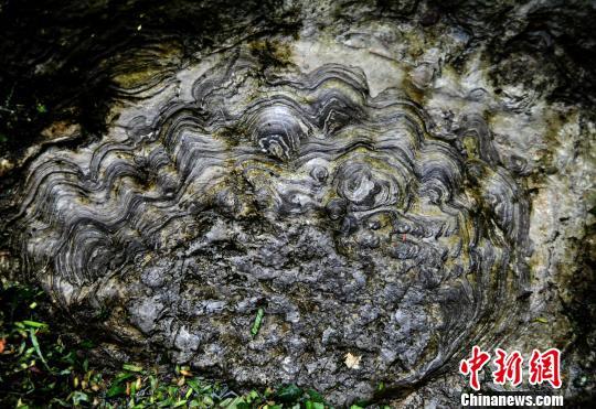 圖為“石花”大多呈圓形,，顏色由內(nèi)向外逐漸變淺?！￡惐躺?攝