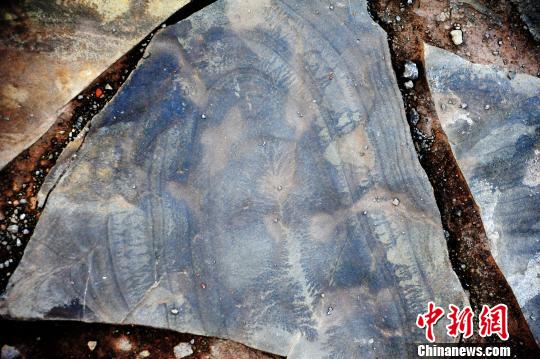 圖為如人工雕刻般栩栩如生的“巖畫”,?！￡惐躺?攝