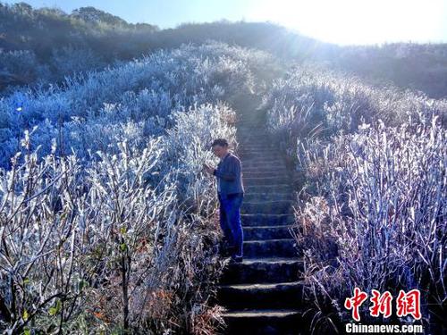 新一輪降溫致廣東金子山再現(xiàn)冰雪美景,?！∵B清 攝