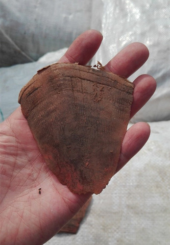 上海海關(guān)27日公布近日查獲特大走私進口珍貴動物制品案,，抓獲犯罪嫌疑人3名,，查獲穿山甲鱗片101包,、約3.1噸,。