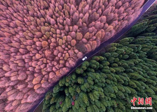 資料圖：重慶市南川區(qū)山王坪喀斯特國(guó)家生態(tài)公園內(nèi)的萬(wàn)畝林海五彩繽紛，美不勝收,。 <a target='_blank' href='http://www.chinanews.com/'>中新社</a>記者 陳超 攝