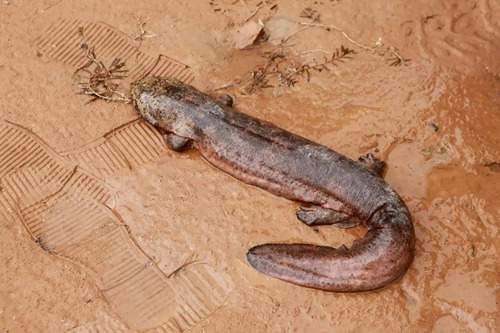 娃娃魚,。<a target='_blank' href='http://www.chinanews.com/' _fcksavedurl='http://www.chinanews.com/'></p></table>中新社</a><p>　　發(fā) 仲雁銘 攝