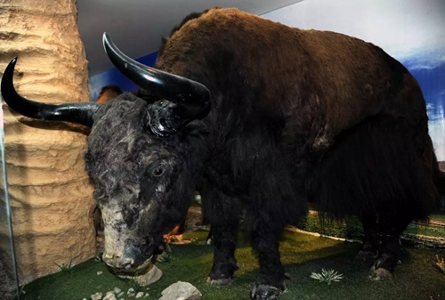 　　野生牦牛標(biāo)本,。<a target='_blank' href='http://www.chinanews.com/' _fcksavedurl='http://www.chinanews.com/'></p></table>中新社</a><p>　　記者 孫自法 攝