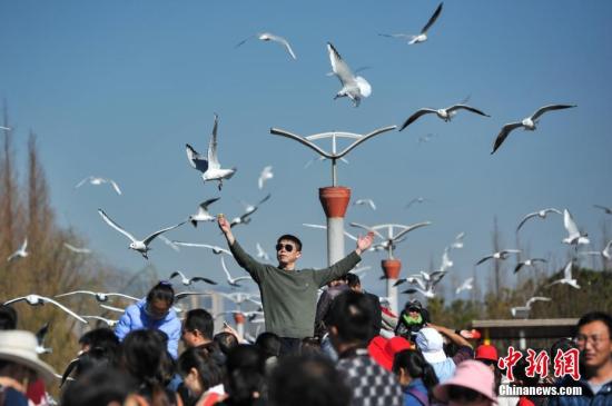 2月4日,，春節(jié)長假剛剛結(jié)束，仍然有大批游客聚集到昆明滇池邊,，觀鷗喂鷗,，與紅嘴鷗一起共享昆明暖陽和藍(lán)天。<a target='_blank' href='http://www.chinanews.com/'>中新社</a>記者 任東 攝