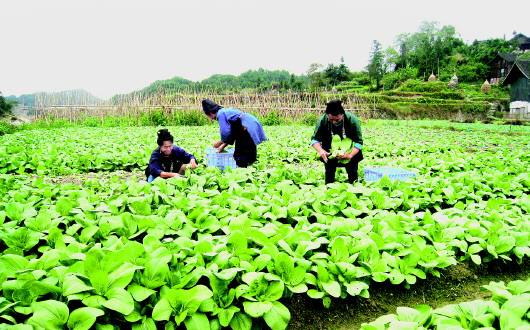 住滇全國政協(xié)委員共議精準扶貧