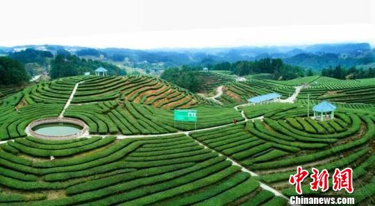 重慶南川總面積達8萬畝的茶葉基地不僅出產優(yōu)質茶葉，其旅游價值也漸漸被發(fā)掘出來,?！＄娦?攝